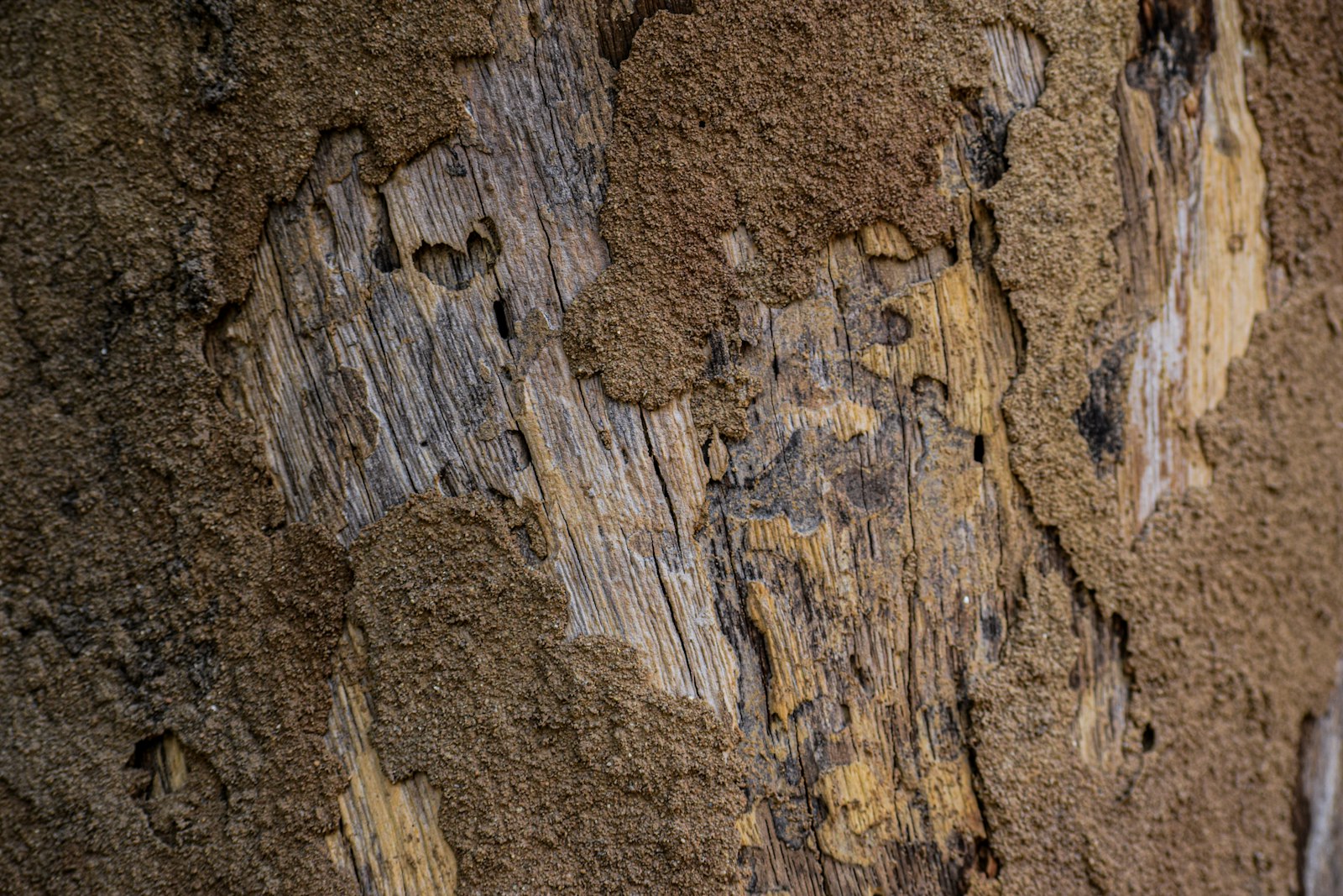 Close-up of wood hollowed out and damaged by termites